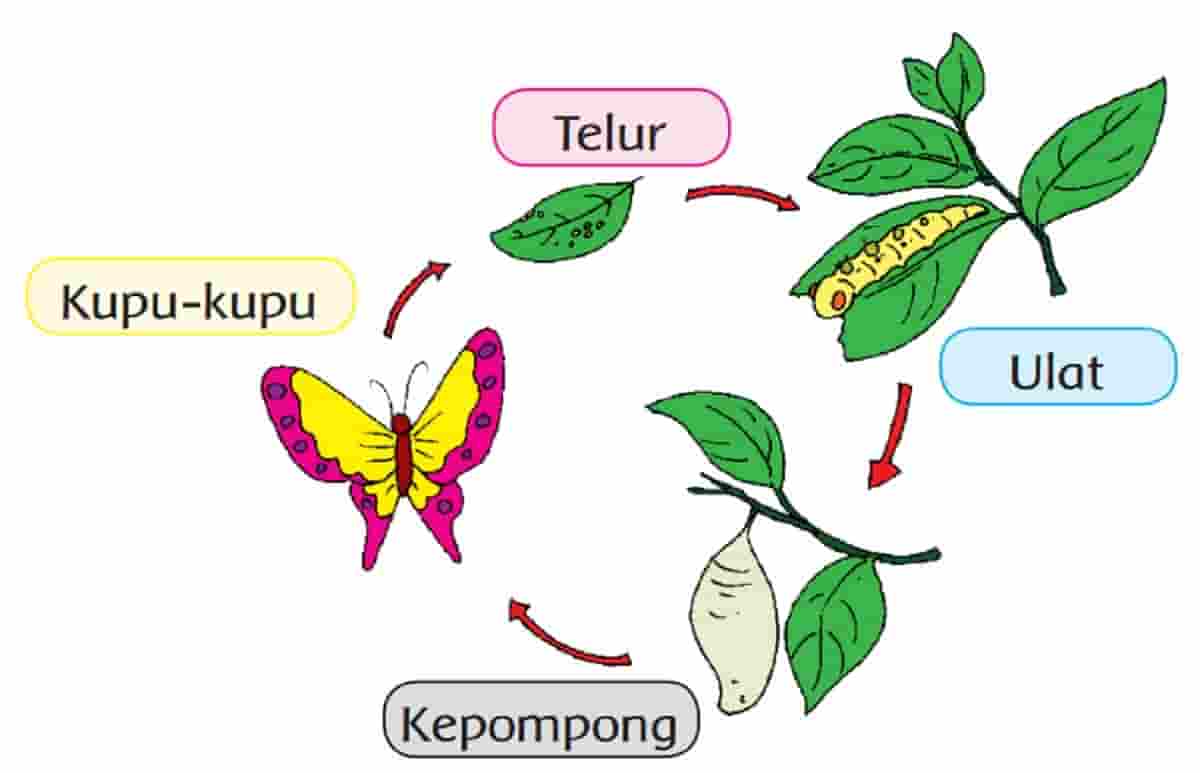 Tahapan Menggunakan Peta Adalah - Piffle me Tahapan Menggunakan Peta Adalah - Piffle me