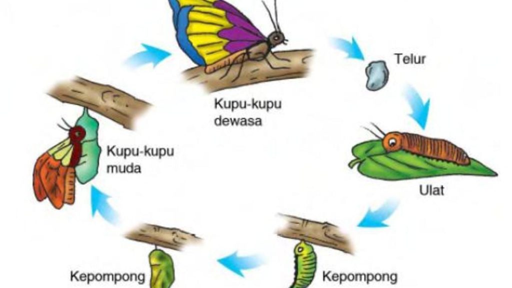5 Rahasia Latihan Contoh Soal Daur Hidup Hewan untuk Kelas 4 SD Agar Nilai Ujian Meroket