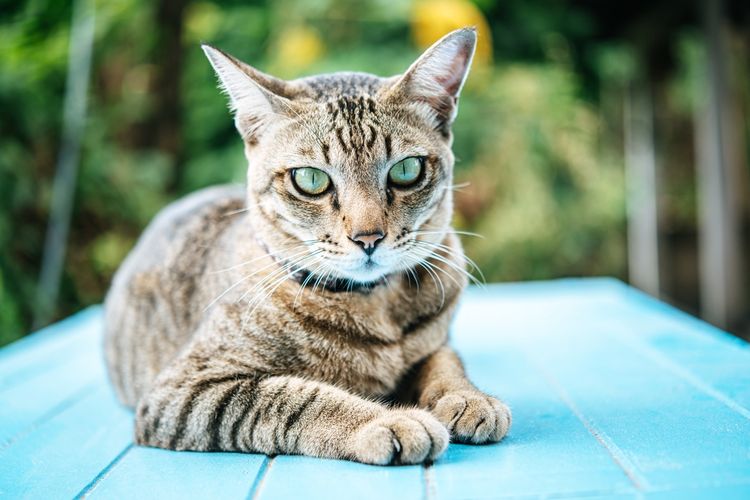 Perbedaan Kucing Kampung dan Persia